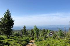 20180529-rachel-wanderweg-waldschmidthaus-wald-junger-wald-jungwuchs-sandra_schroenghammer